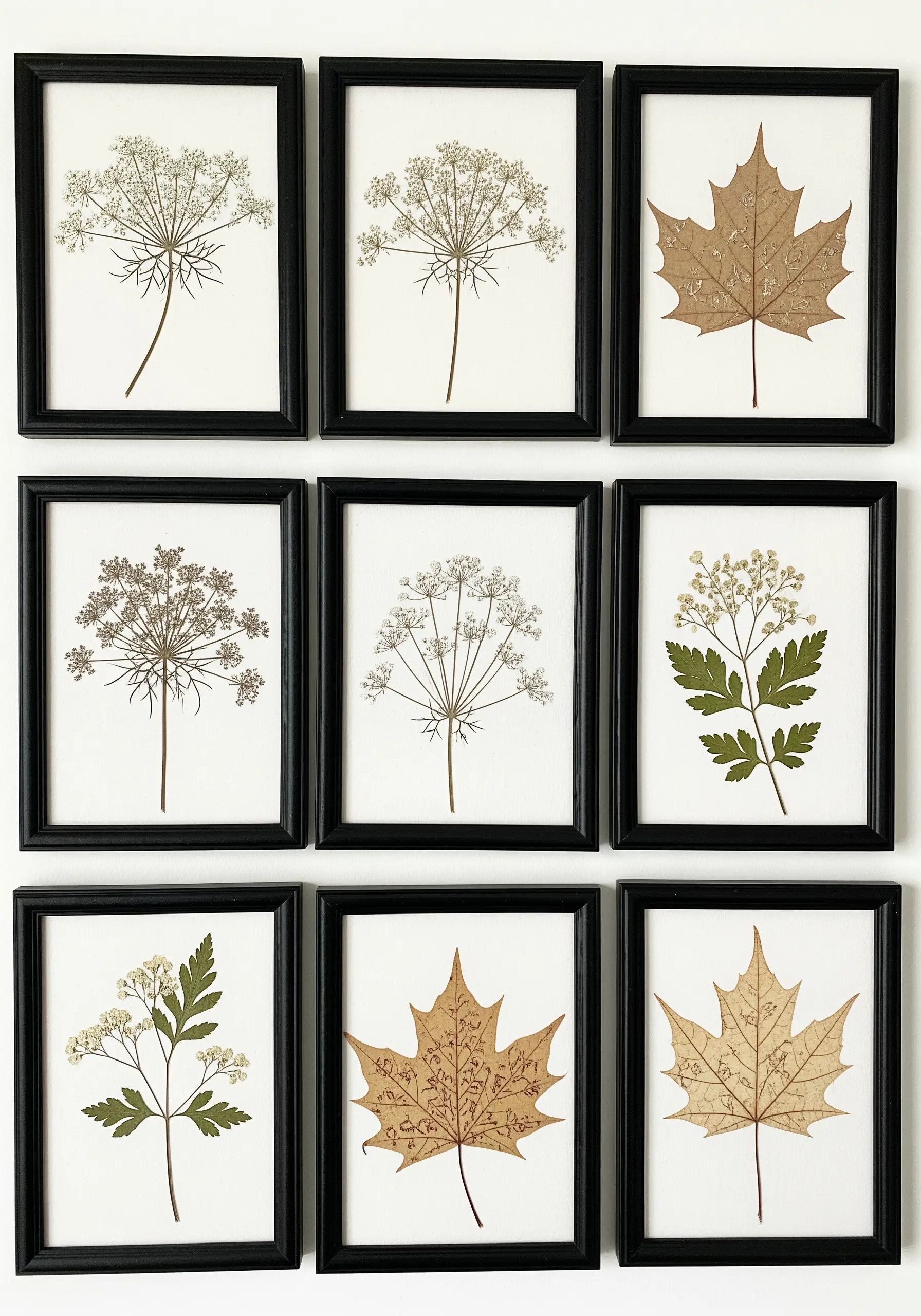 A gallery wall of nine frames, each containing pressed leaves or flowers with delicate embroidery.