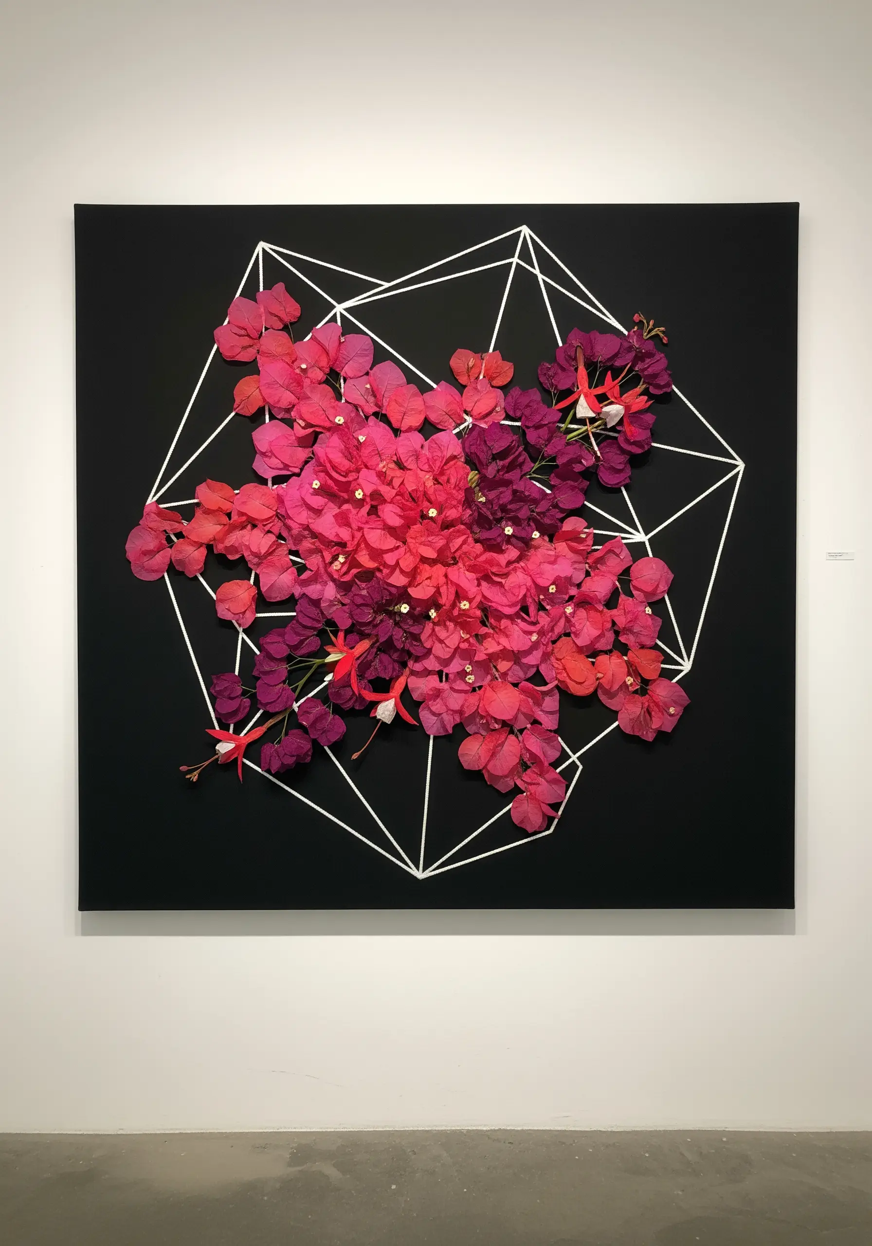 Vibrant pink and purple pressed bougainvillea inside a white geometric shape on a black canvas.