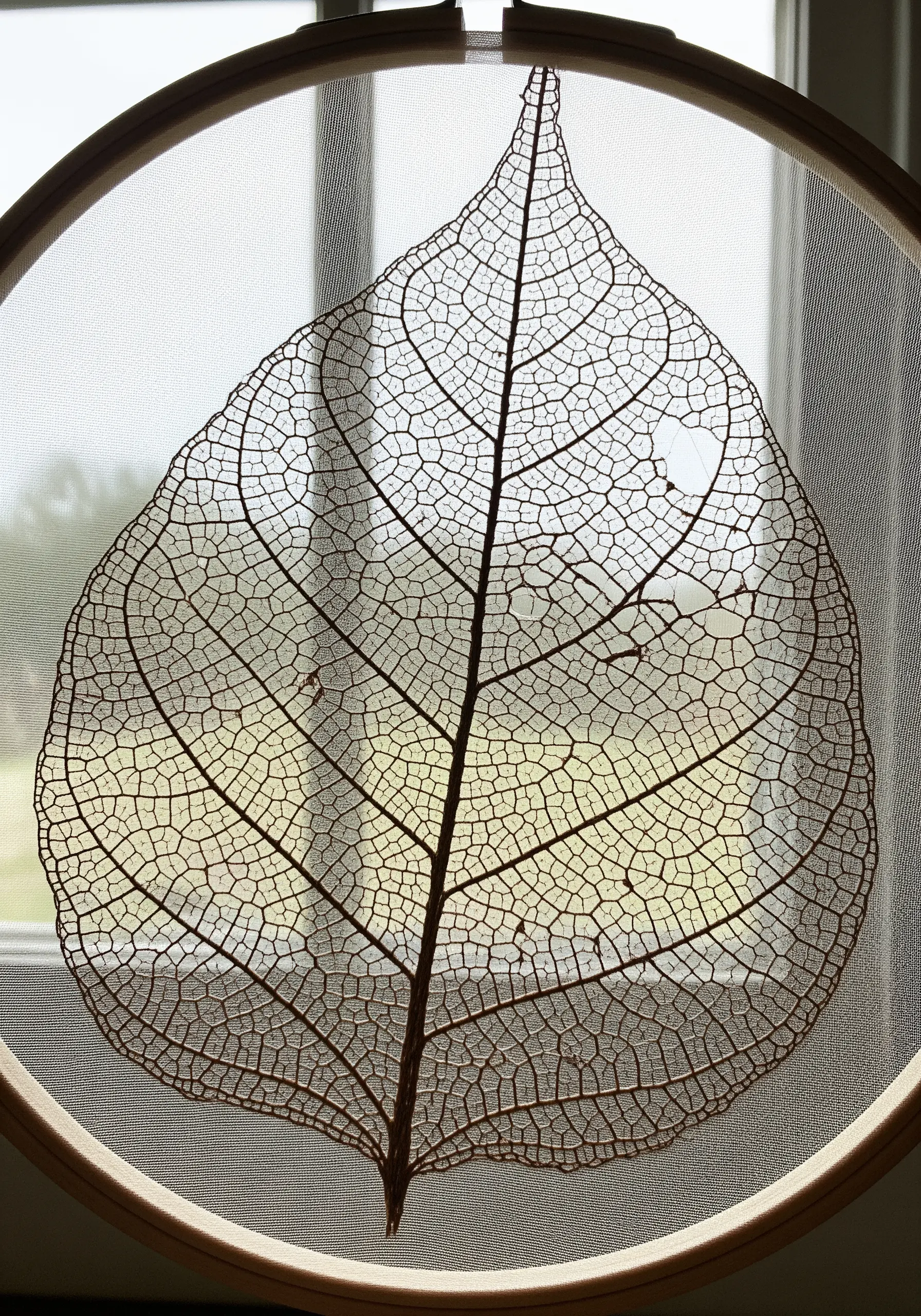 The intricate veins of a skeleton leaf embroidered on sheer fabric in a hoop.