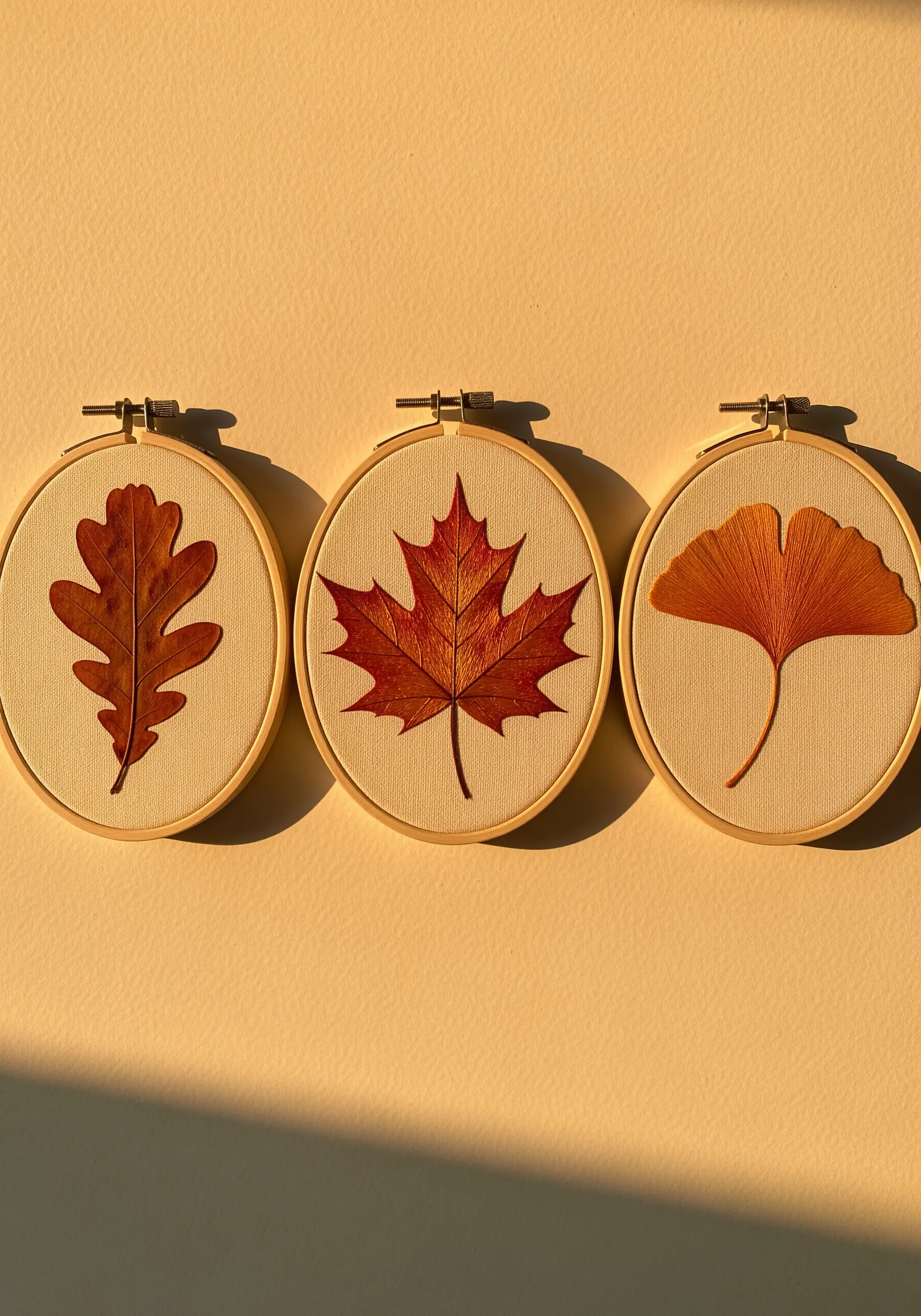 Three small embroidery hoops, each displaying a single pressed autumn leaf: oak, maple, and ginkgo.