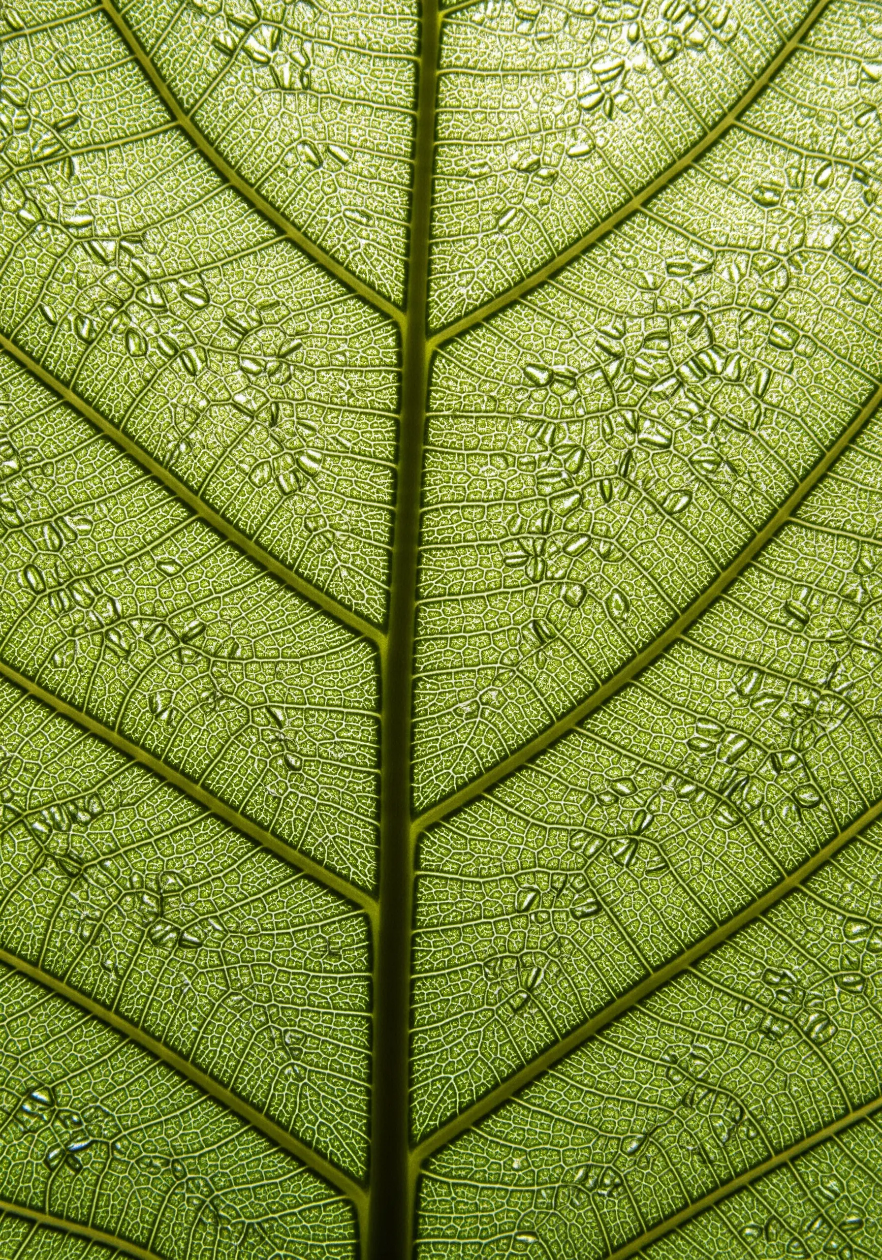 A backlit green leaf showing its translucent cell structure and fine veins.