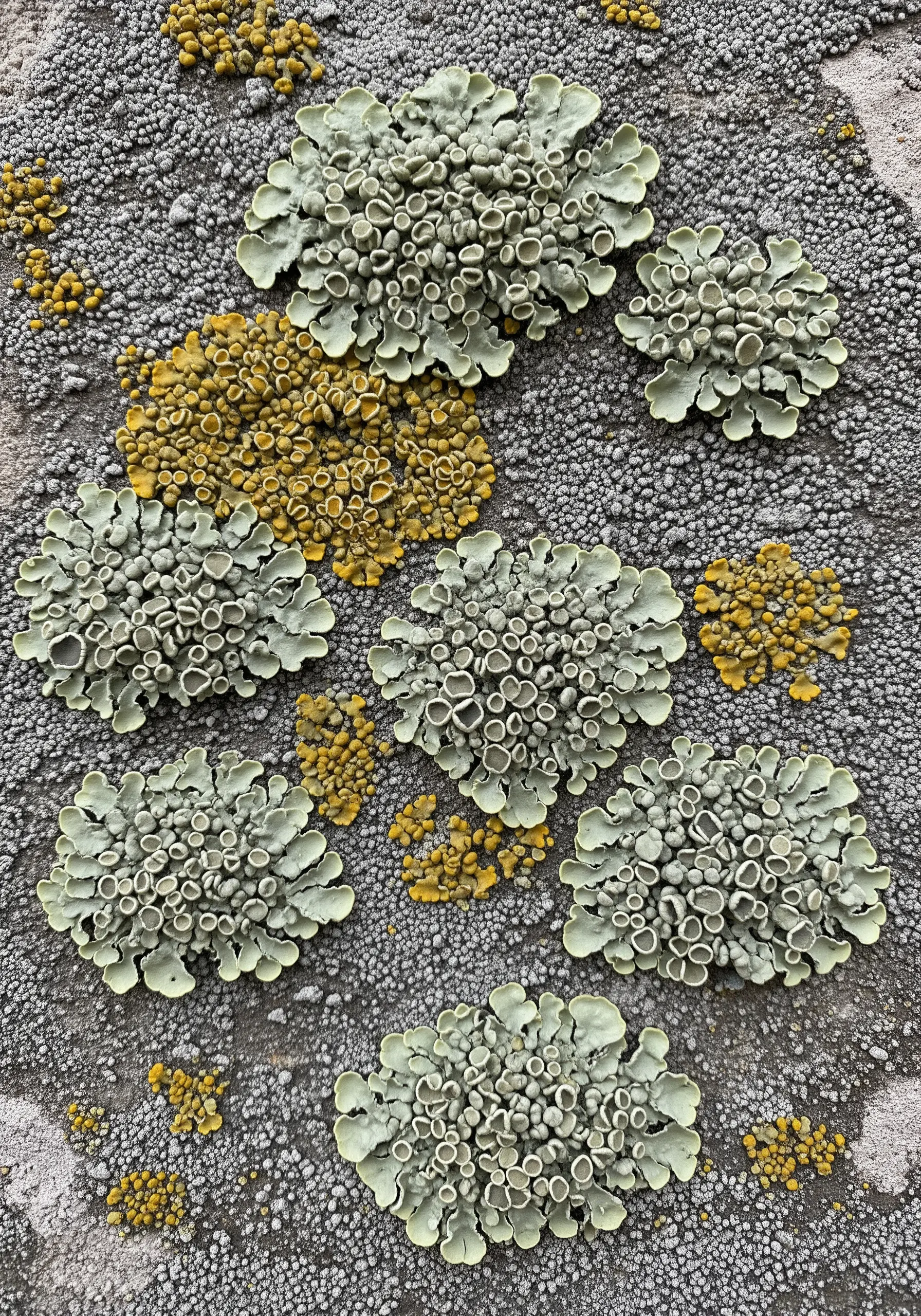 Hyperrealistic embroidery of pale green and yellow lichen on a grey, textured background.