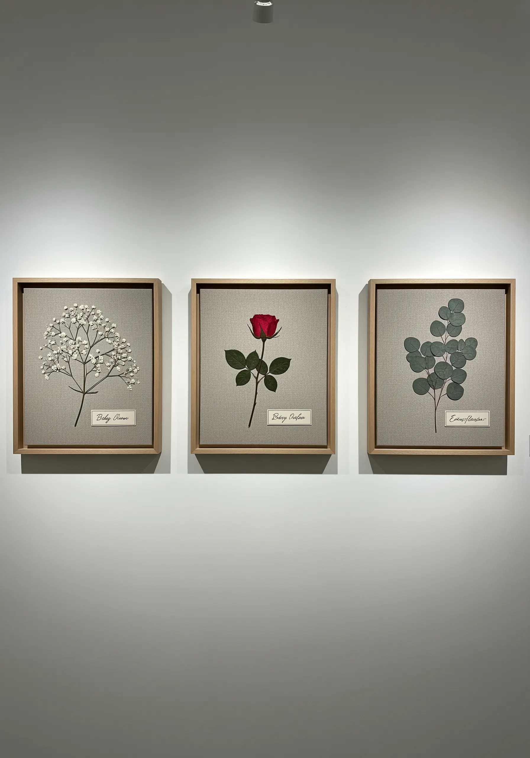 A triptych of framed pressed botanicals—baby's breath, a rose, and eucalyptus—each with a stitched label.