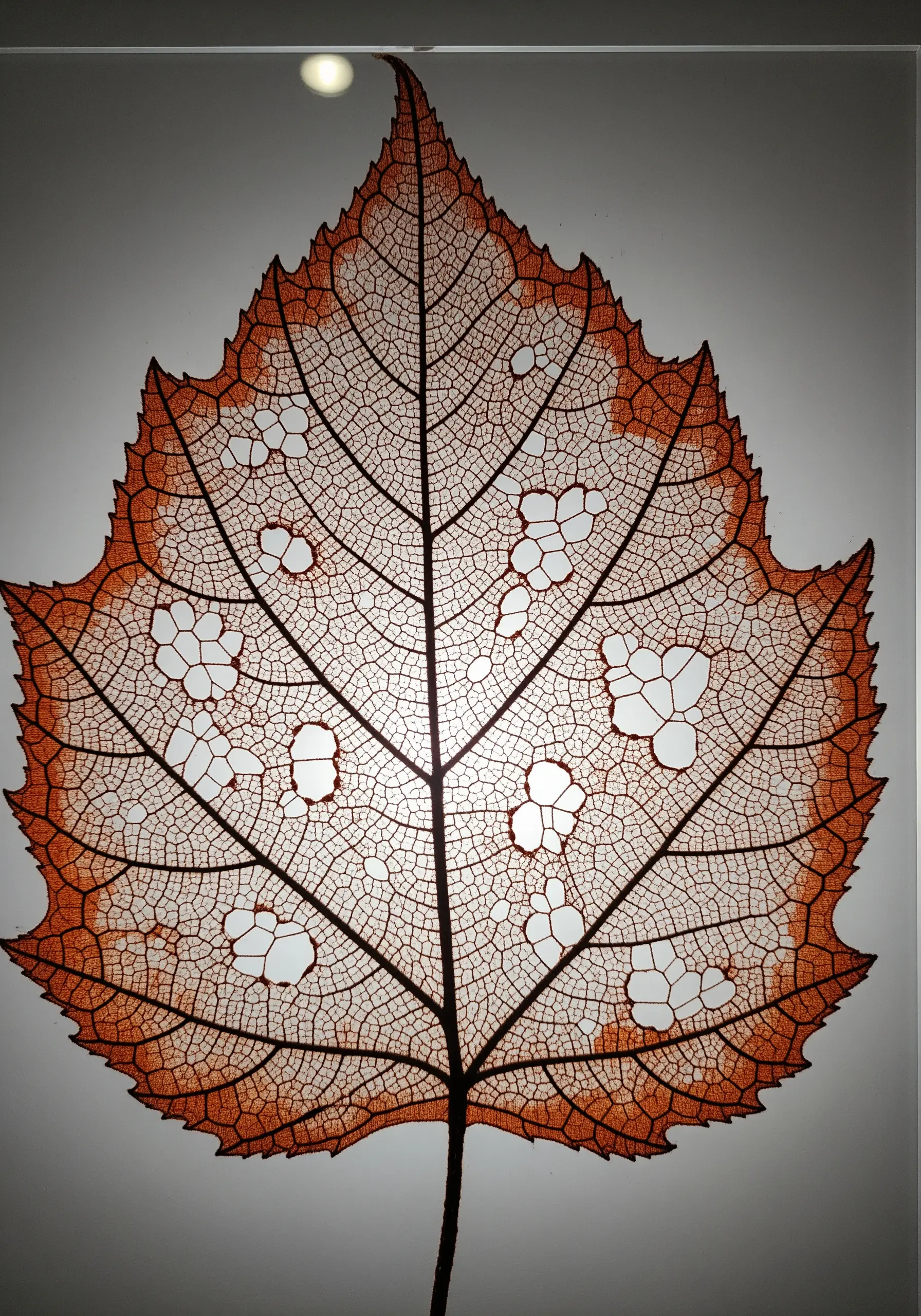 An embroidered replica of a leaf skeleton, highlighting the intricate vein structure.