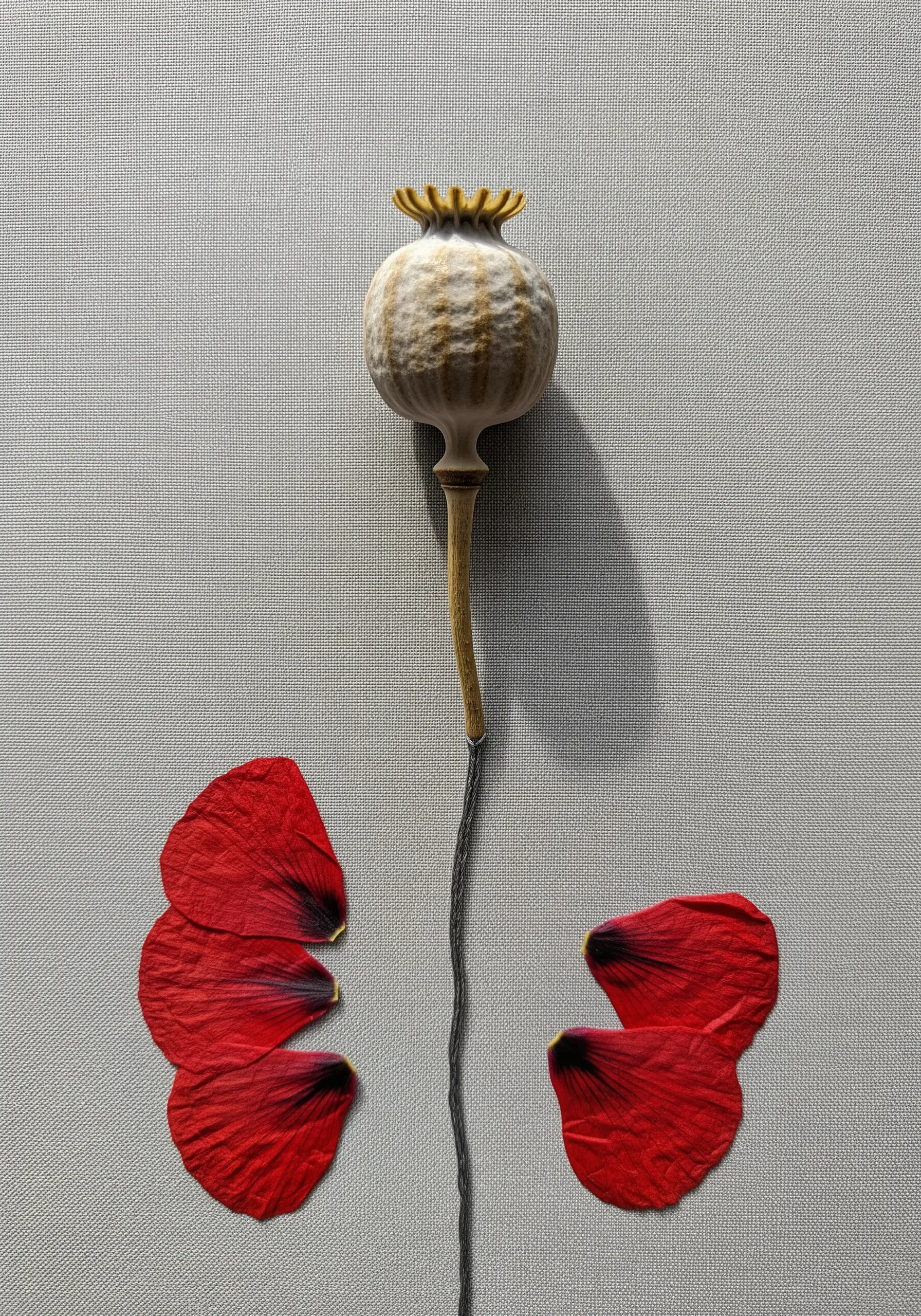 Abstract composition with a real poppy seed head and pressed red petals.