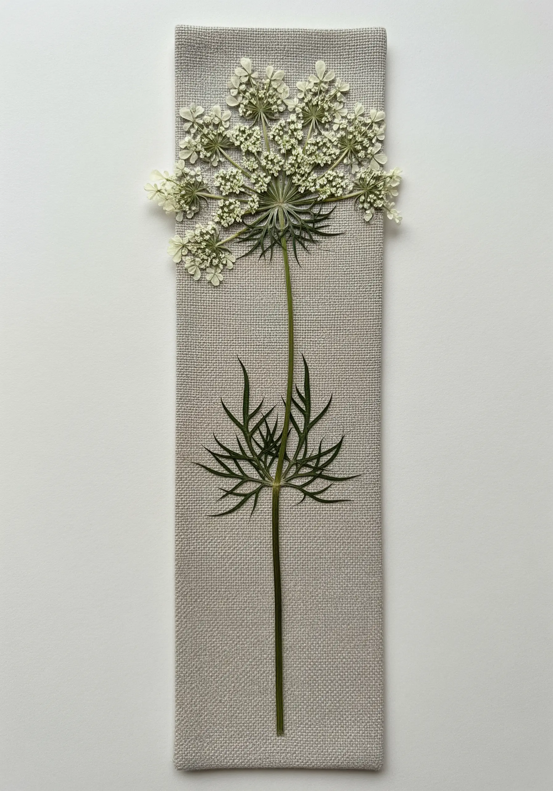 A single stalk of pressed Queen Anne's lace presented on a narrow piece of gray linen.