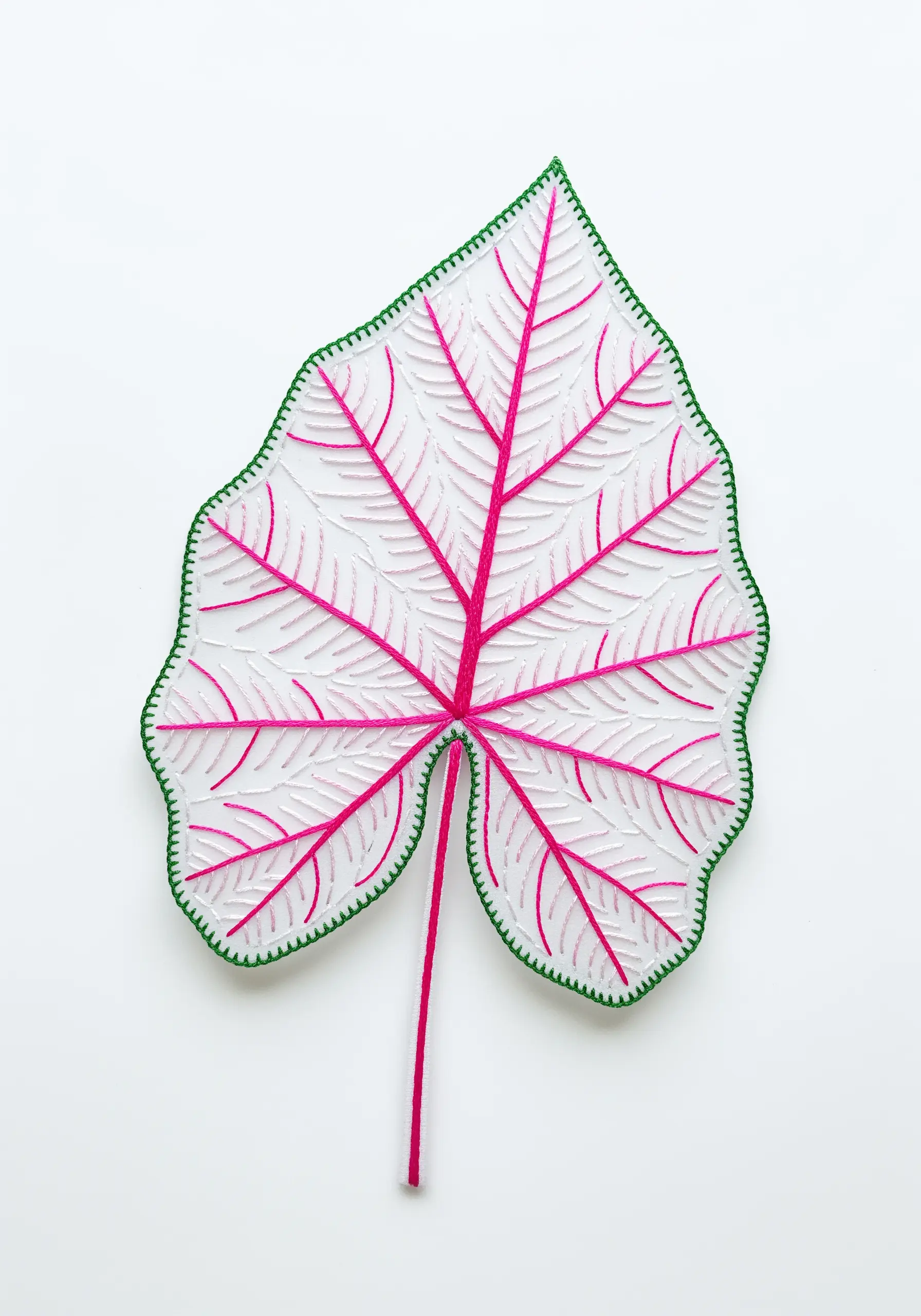 A delicate white embroidered Caladium leaf with bright pink veins and a green border.