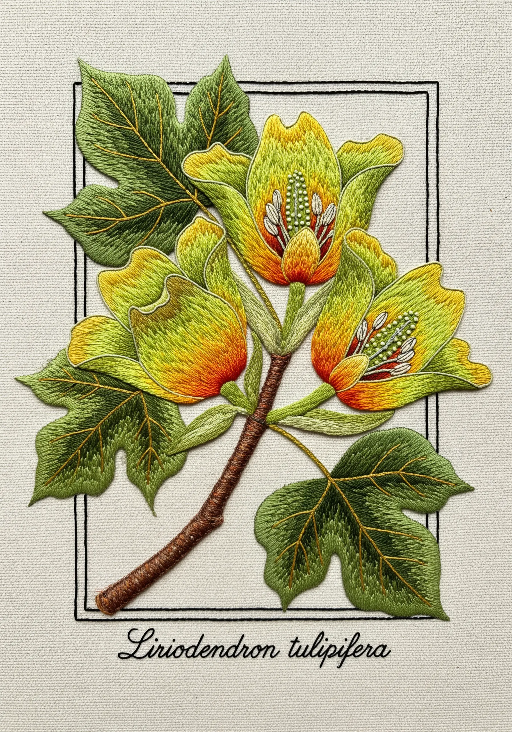 A botanical embroidery of a tulip tree flower, enclosed within a simple, clean black stitched border.